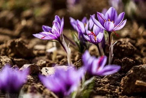 فروش زعفران آسیاب شده درجه یک + قیمت خرید به صرفه